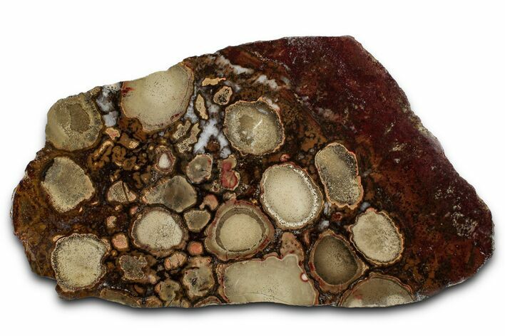 Polished Orbicular King Cobra Jasper Slab - India #355276